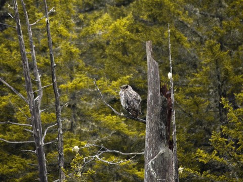 A great horned owl sitting on a branch at the top of a dead tree.