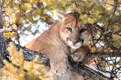 A large mountain lion with brown eyes and tan fur is seen in the branches of a coniferous tree.