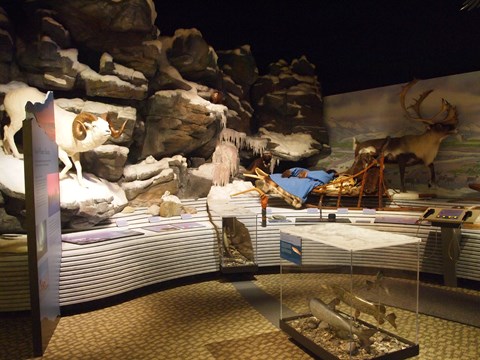 A sample of exhibits at the Northwest Arctic Heritage Center including Dall Sheep and caribou.