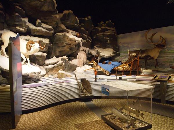 A sample of exhibits at the Northwest Arctic Heritage Center including Dall Sheep and caribou.