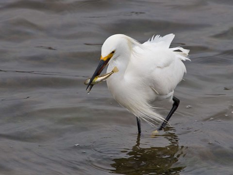 A snow egret wades in the water as it catches a small fish.