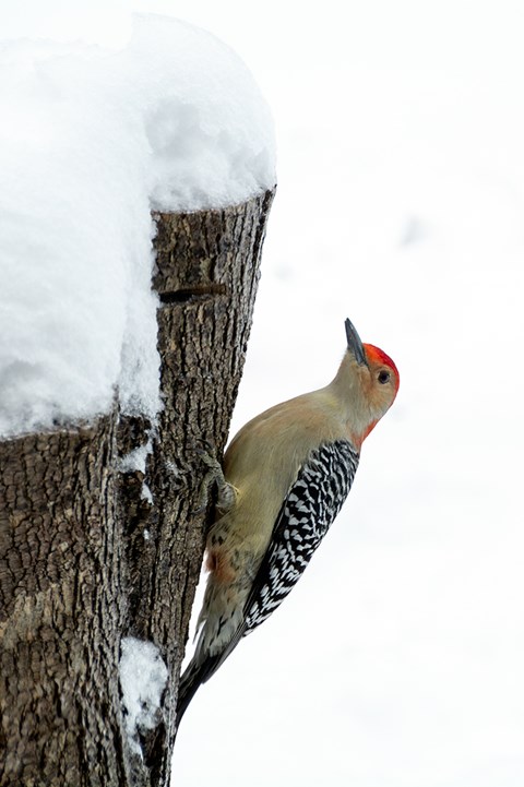 A woodpecker on the side of a snow covered log.
