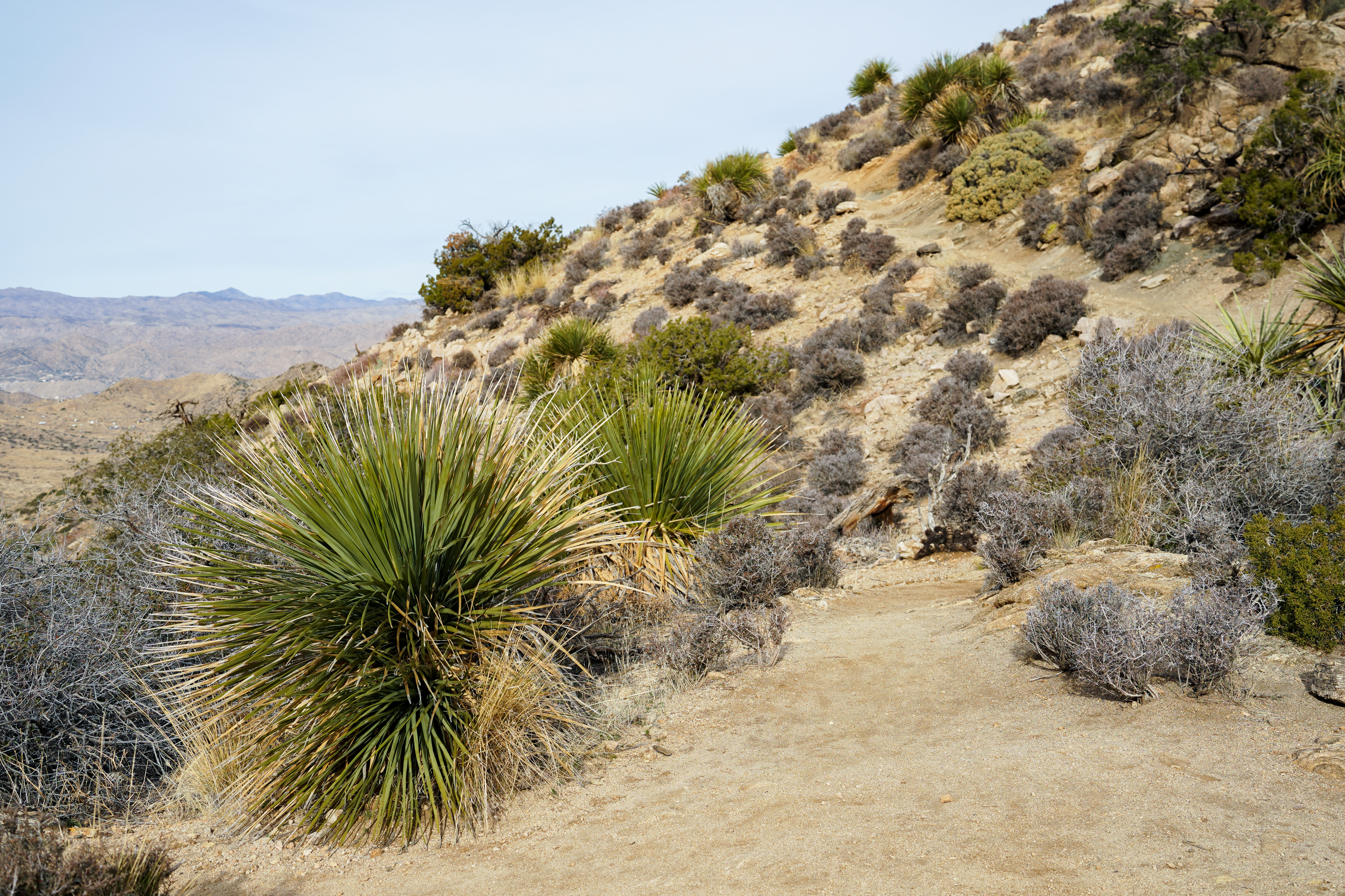 Nolinas - Not Yuccas