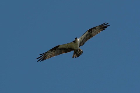 An osprey flying with a blue sky behind it.