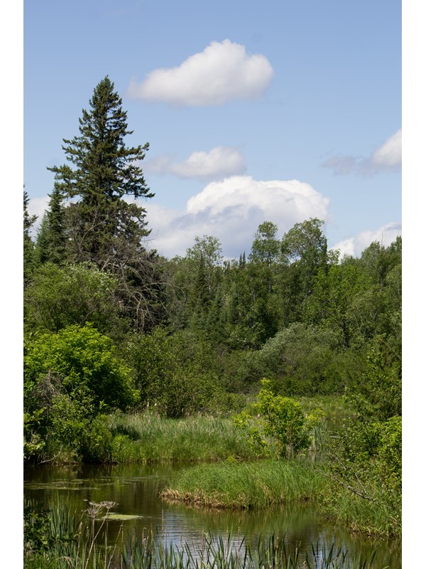 A narrow creek surrounded by tall, green vegetation with pine trees in the background.
