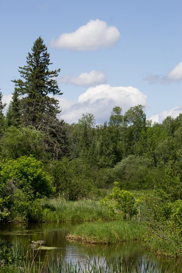 A narrow creek surrounded by tall, green vegetation with pine trees in the background.