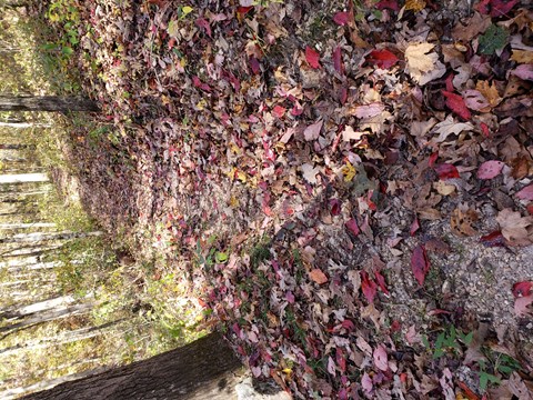 A leaf bottom trail with vibrant leaves of red, looking down toward the trail.