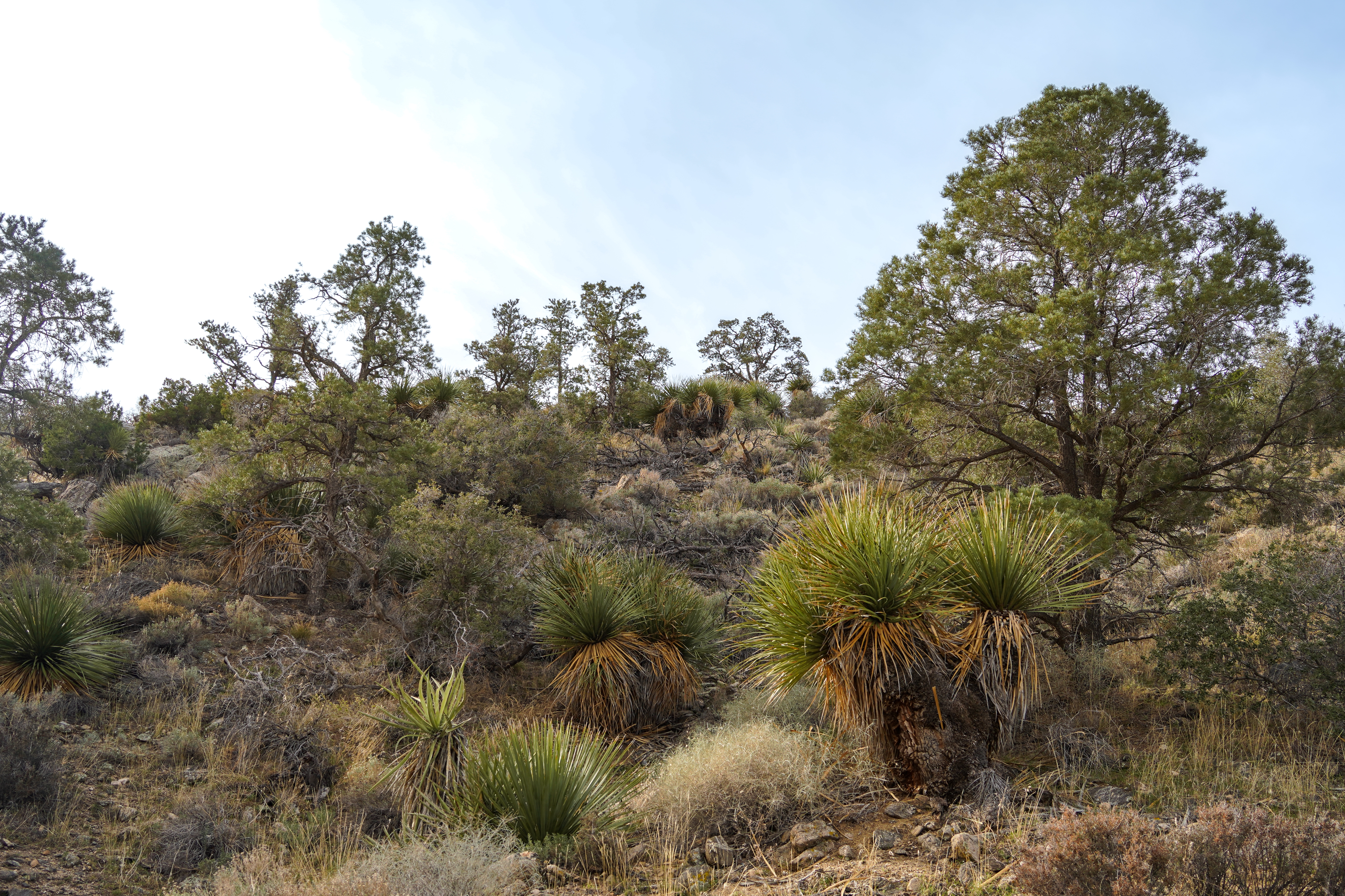 Oaks and Pines