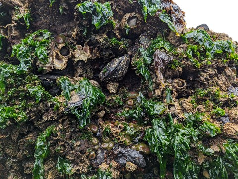Rock covered in green seaweed, algae, barnacles, mussels, and anemones