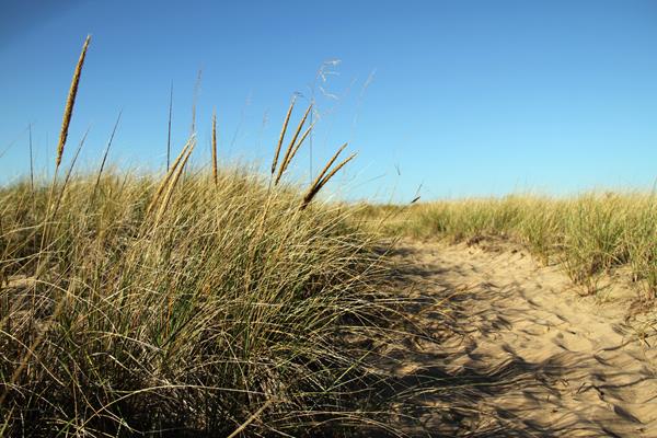 Marram grass grows along side a sandy trail