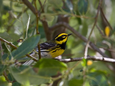 A yellow and black warbler on a tree branch.