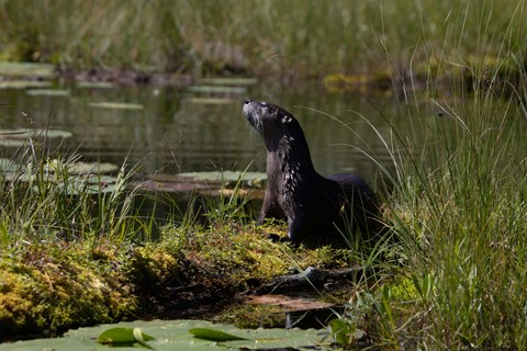 A sleek brown creature sticks its black nose into the air beside a pond with green lily pads.