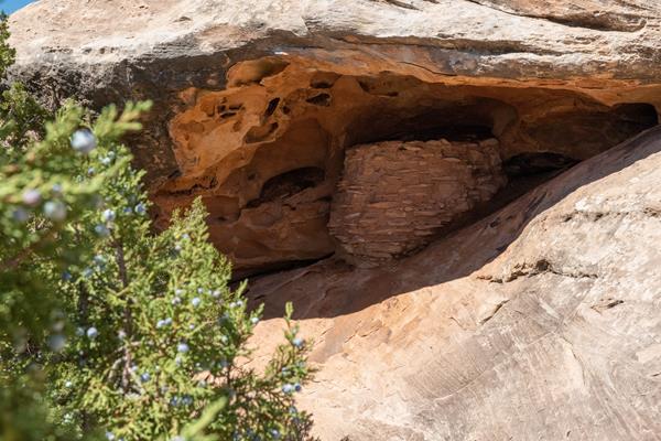 Archeological structure is visible in the shade of an alcove, with juniper tree and berries framing.
