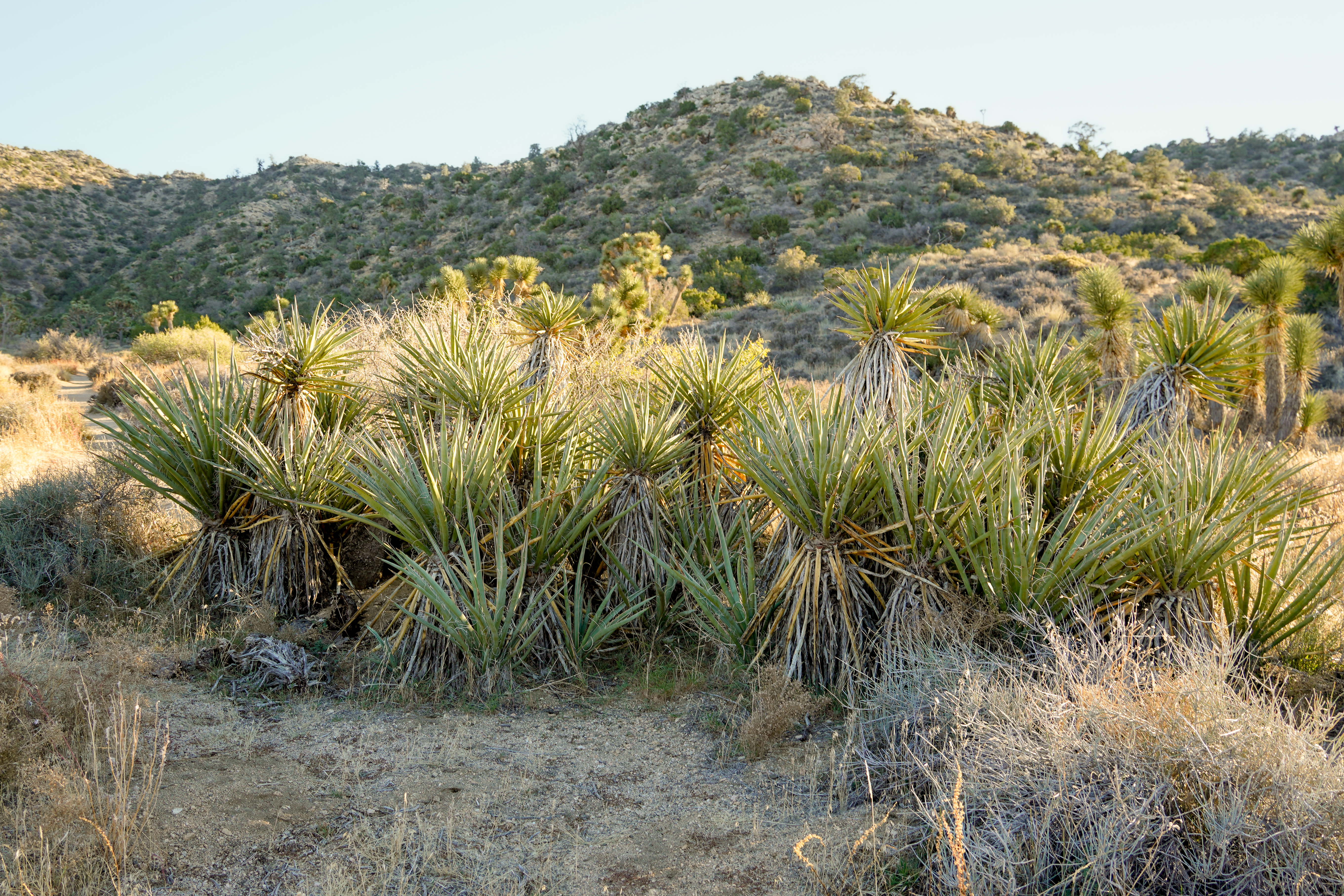 Yucca Clump