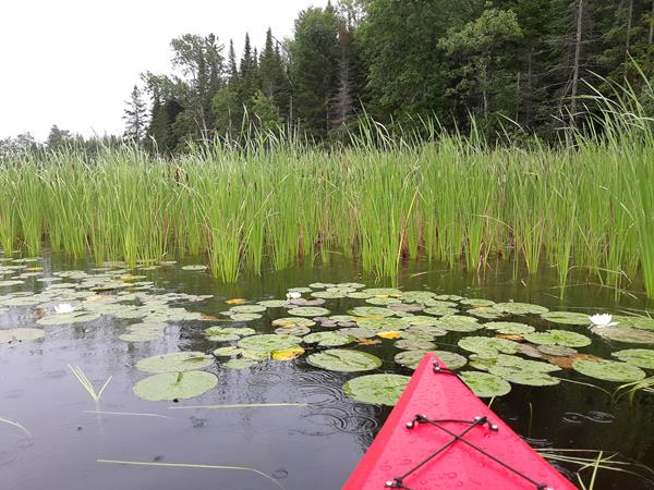 The front of a red kayak pointing towards lily pads and reeds with a pine forest in the background.