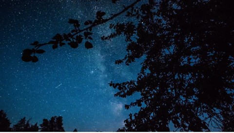 A dark blue sky with stars, seen through tree tops.