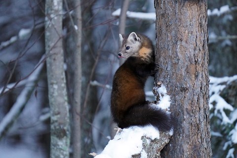 An animal with short limbs and a bushy tail sits on a snow-covered tree branch.