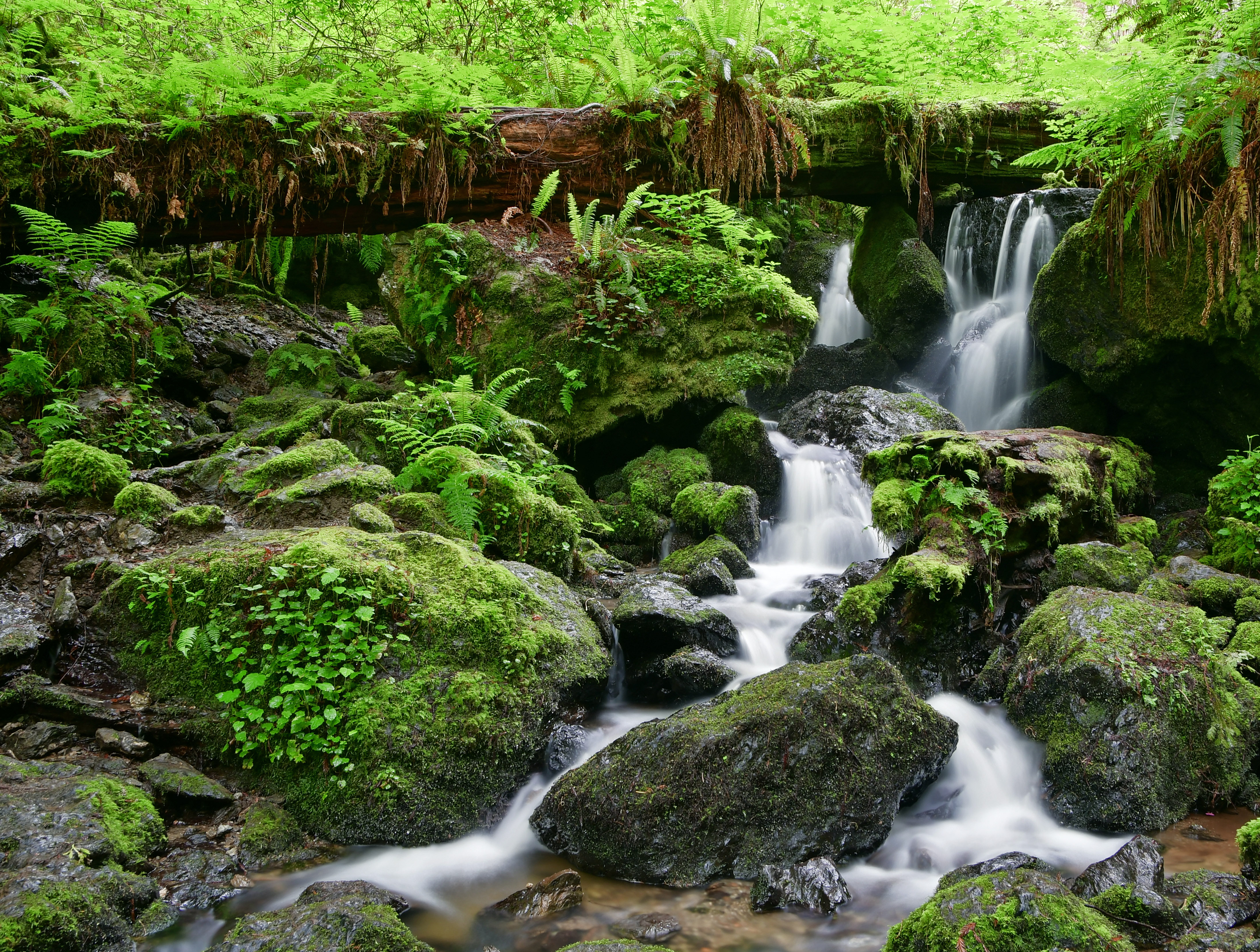 Trillium Falls Trail