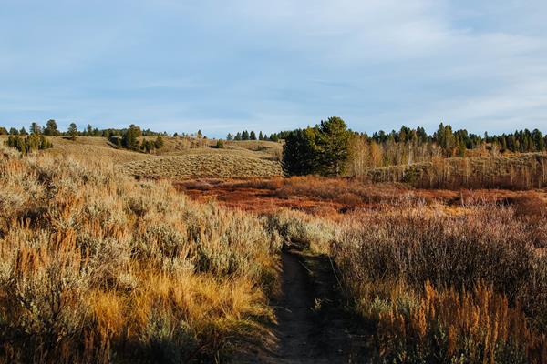 A trail travels through a marsh area.