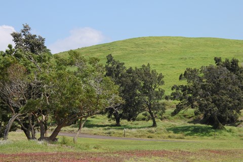 Grass-covered hill with trees below