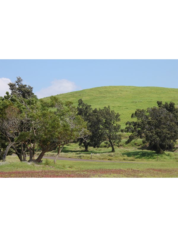 Grass-covered hill with trees below