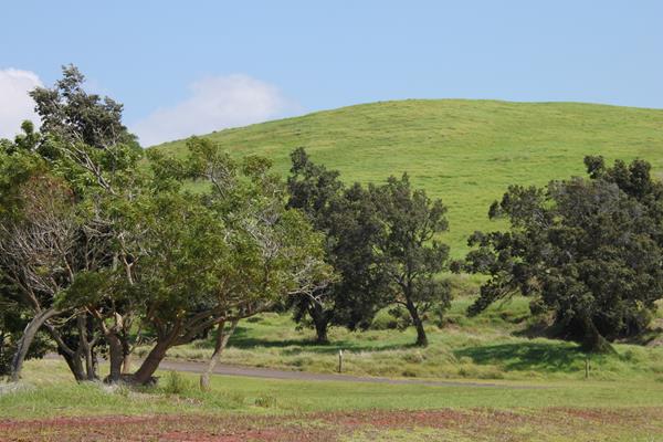 Grass-covered hill with trees below