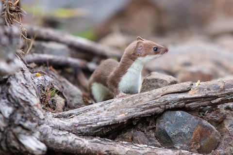 A small weasel with light brown fur on top and white fur below on the ground of the forest.
