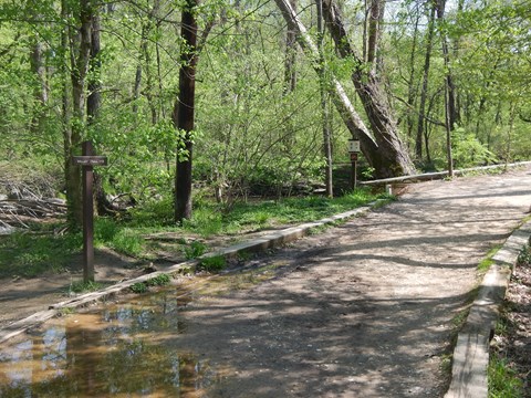 A wide muddy trail cuts through trees