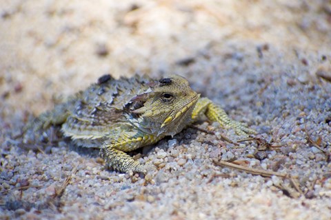 Blainville's Horned Lizard resting on a sandy surface