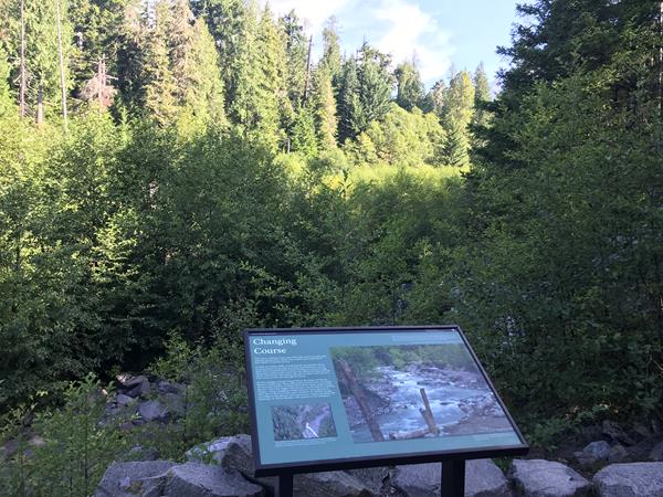 An exhibit panel in a metal stand overlooks a creek bed overgrown with alders and shrubs.