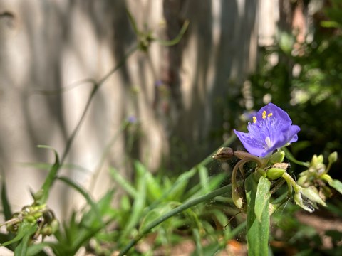 a single spider wort flower with shadows casted on the lime wall behind it