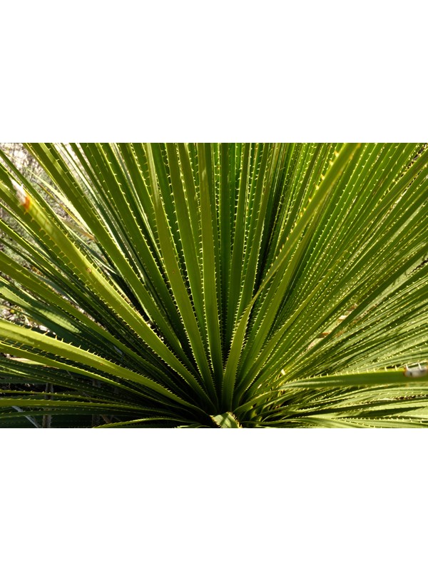 Close up of the sotol plant.