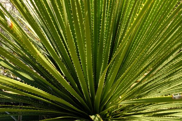 Close up of the sotol plant.