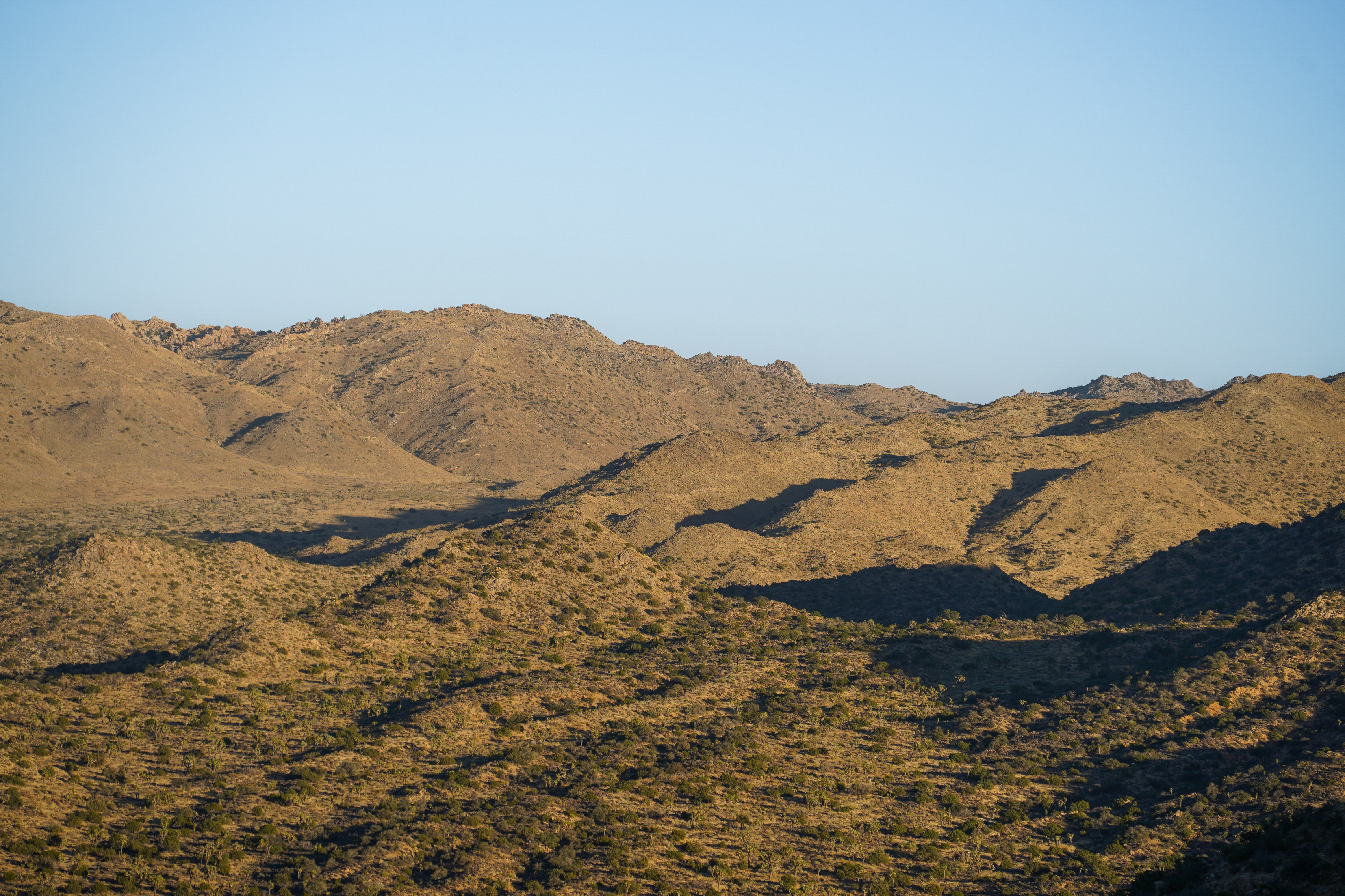 A high vantage view of hills and mountains scattered with Joshua trees with a blue sky.