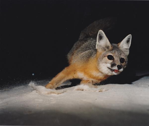 A small, gray and orange fox darts away from a trail camera flash on white sand at night