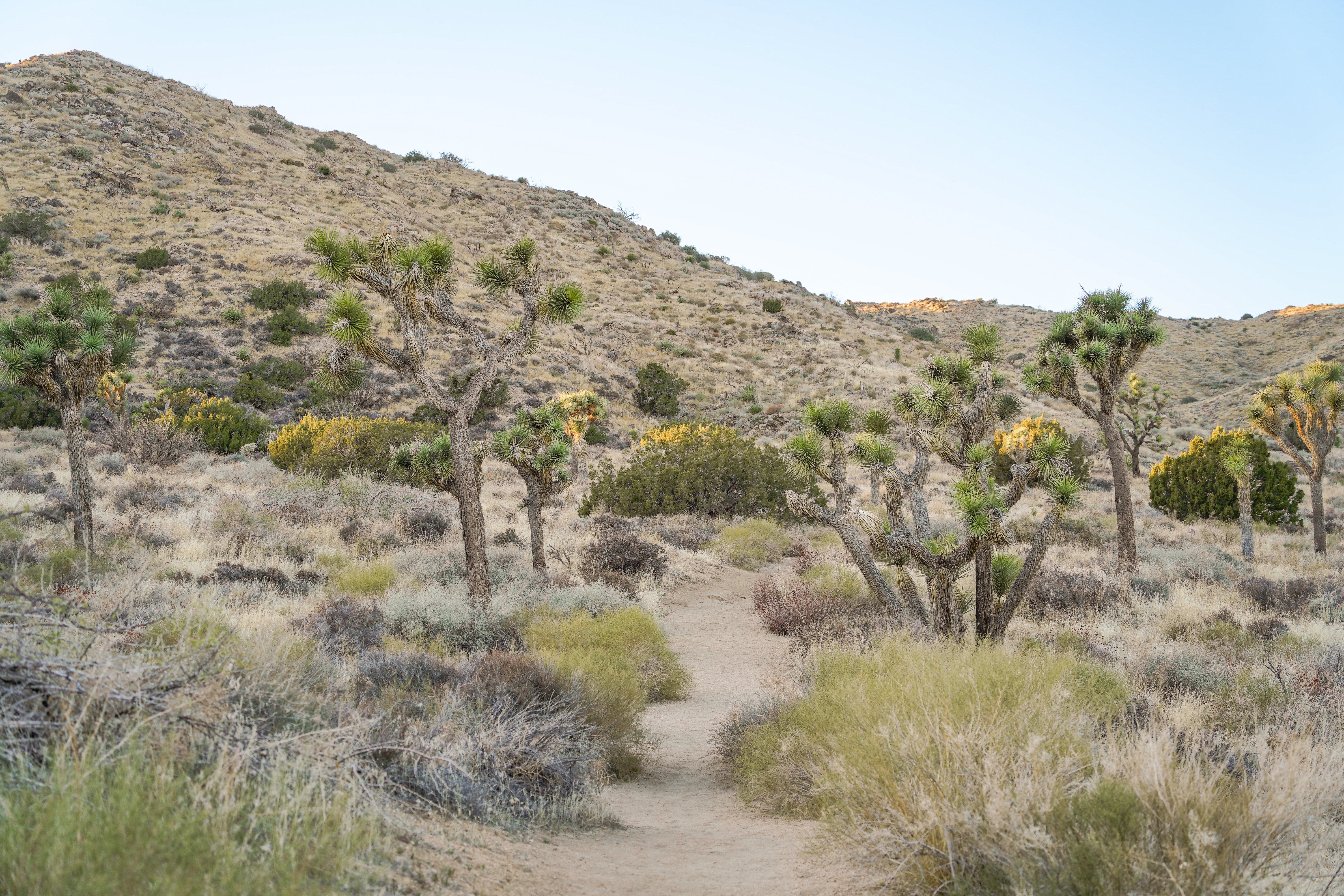 Joshua Trees
