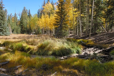 Golden Aspens on the banks of a shallow lake