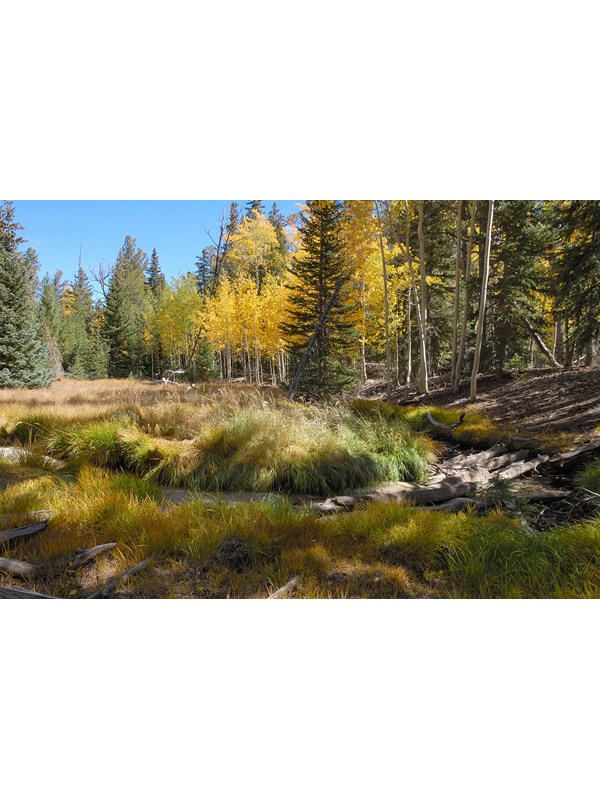 Golden Aspens on the banks of a shallow lake