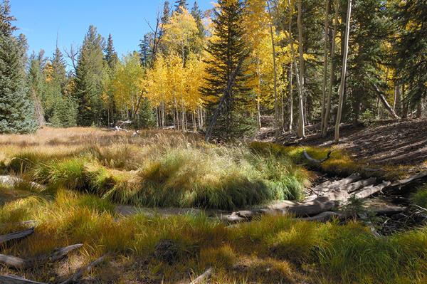 Golden Aspens on the banks of a shallow lake