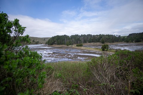 A dike cuts across a tidal marsh, with forest in the distance and shrubs in the foreground.