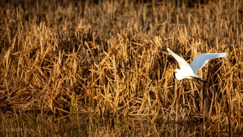 A white colored great egret mid-flight over the water in Rodeo Lagoon.