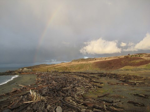 A rainbow goes over a gray sand beach with lots of wood on it. The sky is gray with clouds