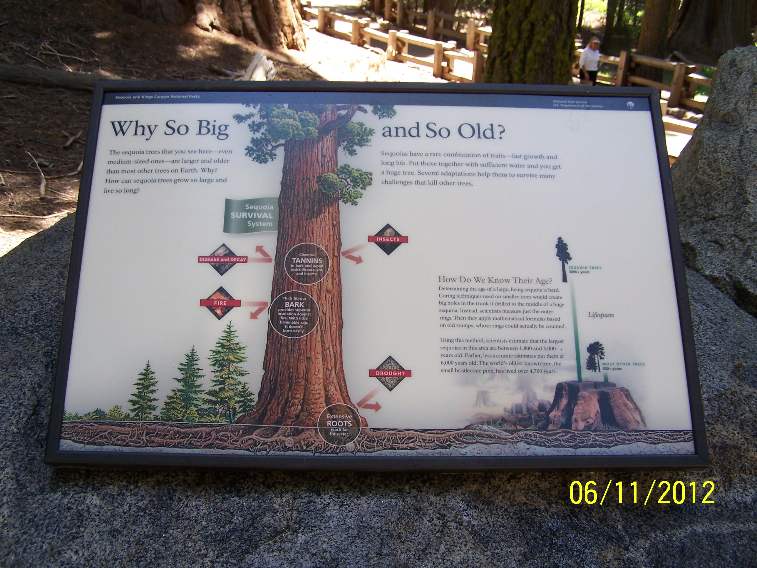Why so big and so old? (General Sherman Tree Accessible Trail)