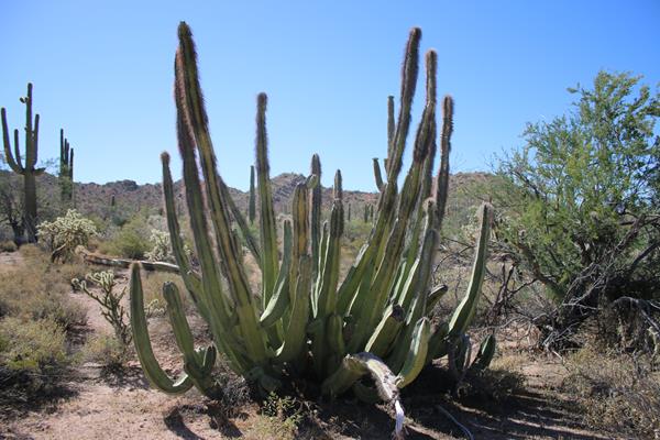 Large senita cacti growing in Senita Basin, part of Organ Pipe Cactus National Monument.