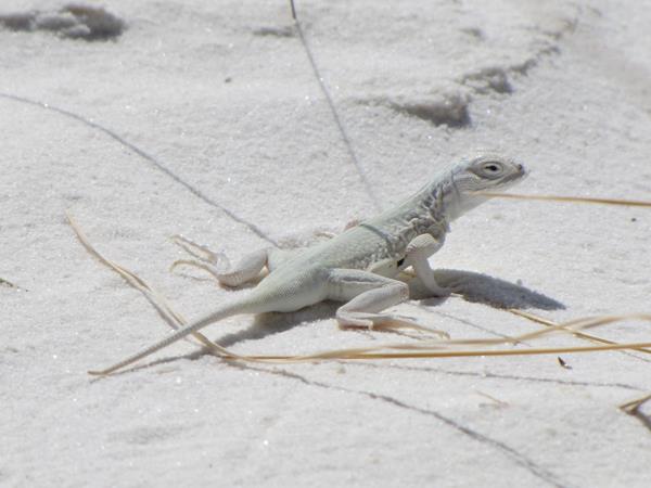 A completely white lizard with small black dots on its sides blends into the white sands