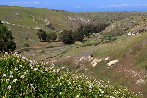 White flowers with green leaves surrounded be greenish brown grass with valley below.