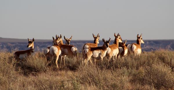 Small herd of tan and white pronghorn, hooved native animal, on grassland with late afternoon light.