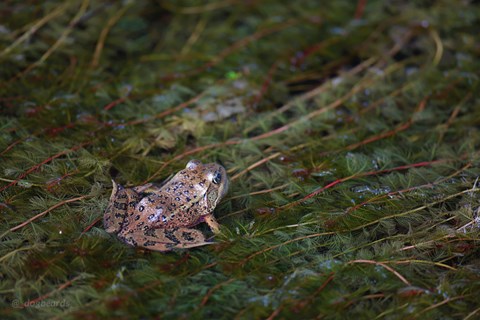 a frog rests on underwater foliage