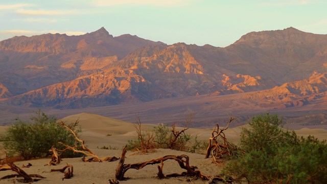 Green mesquite trees grow on white sand dunes, and evening light shines on distant mountains.