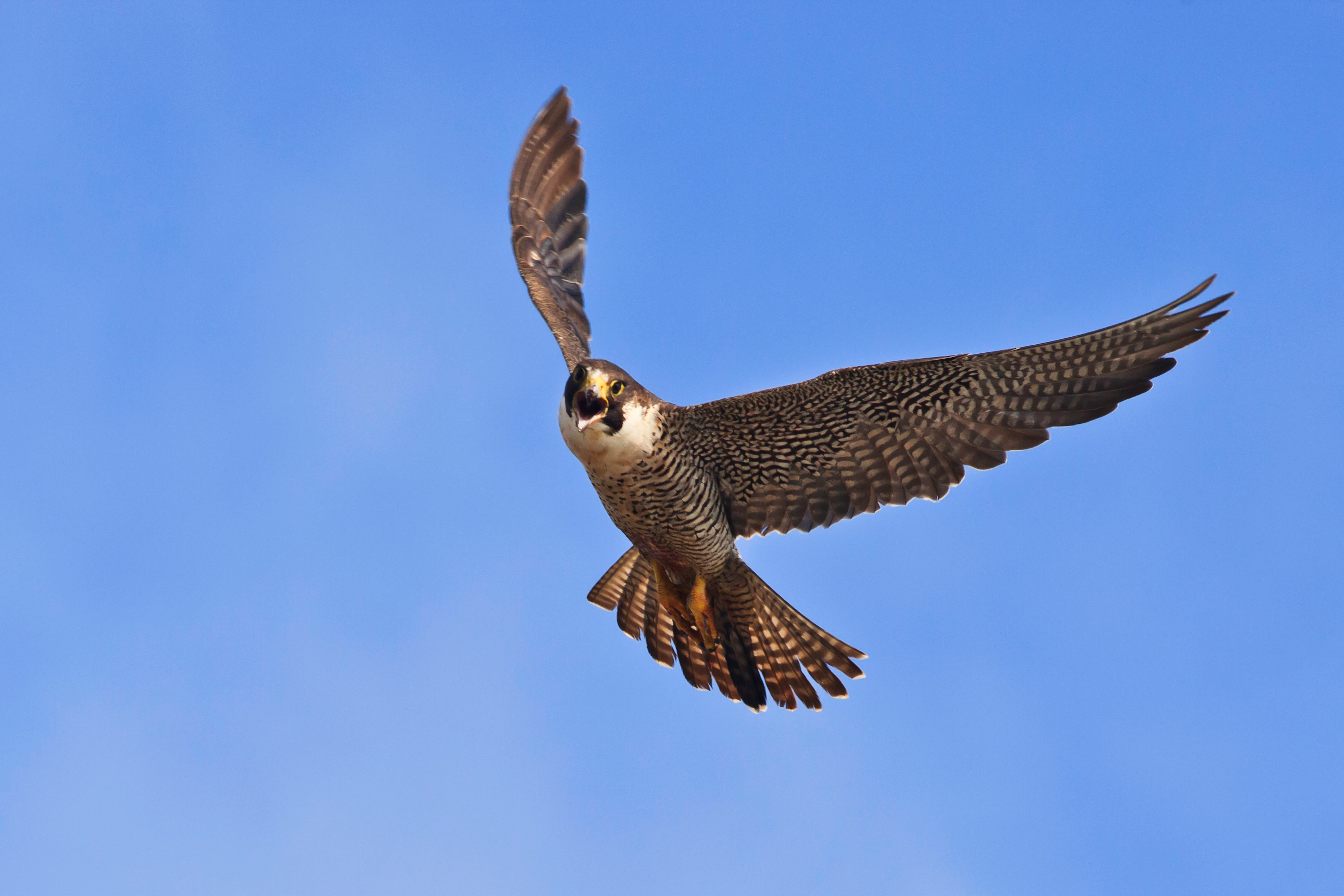 View from the Peregrine Falcon Webcam camera